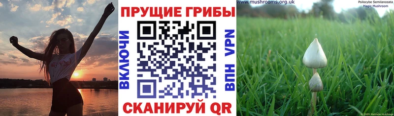 продажа наркотиков мориарти состав Галлюциногенные грибы прущие грибы Сальск